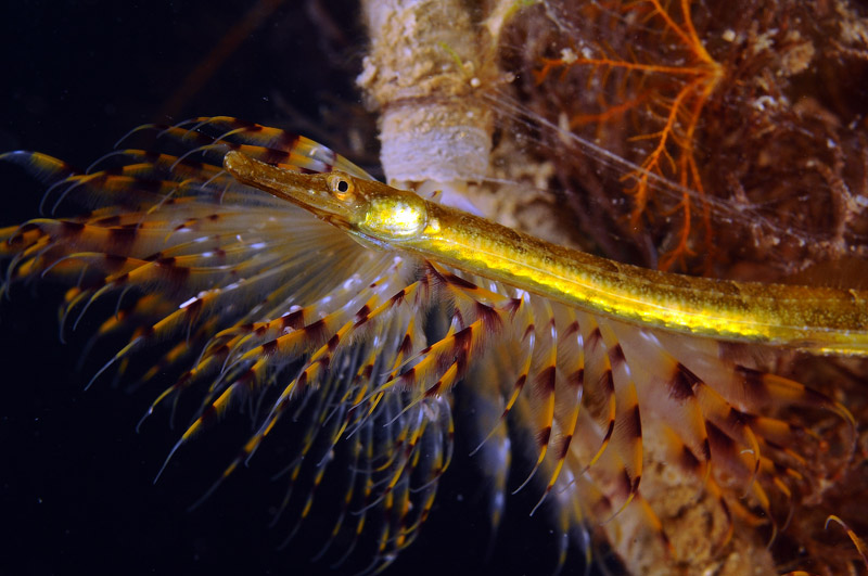 Pesce ago del Mar Piccolo